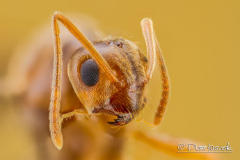 Картинка животные насекомые фон макро портрет насекомое