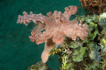 Картинка ceratosoma+alleni животные морская+фауна ceratosoma alleni морской слизень