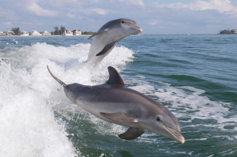 обоя животные, дельфины, афалины, океан