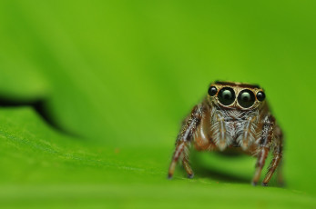 Картинка животные пауки лист глаза паук