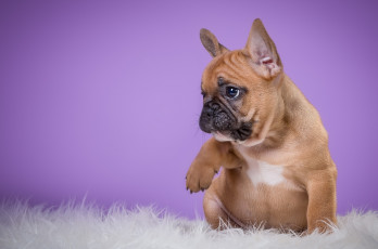 Картинка животные собаки французский бульдог пёсик щенок лапка милый