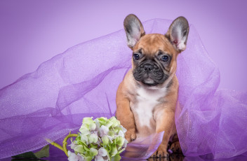 Картинка животные собаки французский бульдог щенок вуаль гортензия фиолетовый