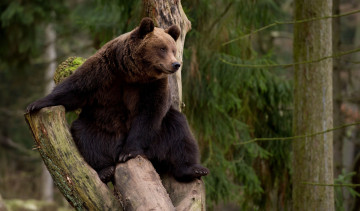 Картинка животные медведи медведь досуг дерево