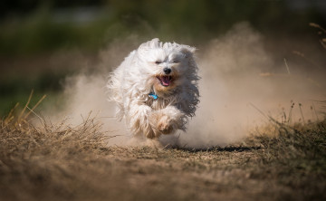 Картинка животные собаки пыль собака бег лохматая гаванский бишон