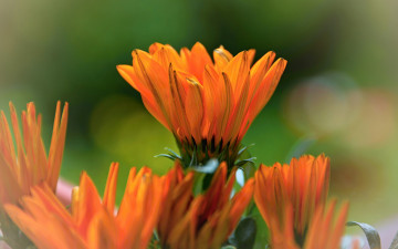 Картинка цветы календула оранжевая яркая