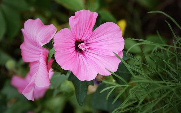 Картинка цветы лаватера цветок розовый ветка