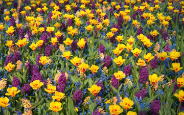 Картинка цветы разные+вместе яркие гиацинты тюльпаны