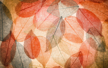 обоя векторная графика, природа , nature, autumn, leaves, transparent, abstract, colorful, листья, осенние, фон