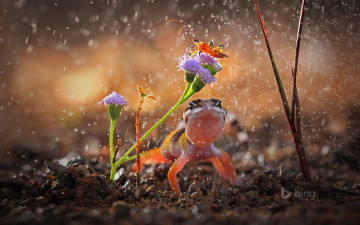 Картинка животные разные+вместе индонезия капли дождь цветок растение насекомое ящерица гекон