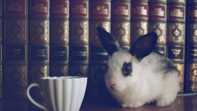 Обои картинки фото животные, кролики,  зайцы, кролик, книги, чашка