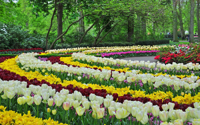 Обои картинки фото цветы, тюльпаны, клумбы, парк, весна, дизайн