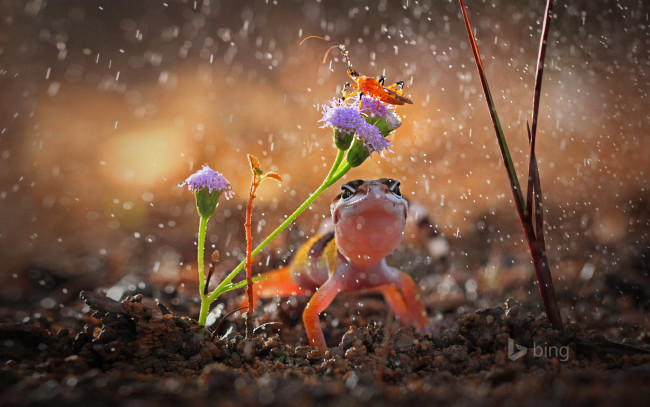 Обои картинки фото животные, разные вместе, индонезия, капли, дождь, цветок, растение, насекомое, ящерица, гекон