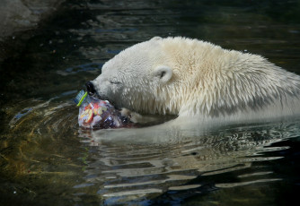 Картинка животные медведи бассейн белые бутылка вода жанр жест животный мир зарисовка зоопарк медвежата ныряние питание плавание природа сладости сюжет фауна экзотика