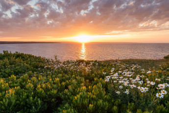 Картинка природа восходы закаты океан побережье цветы закат ромашки