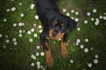 Картинка животные собаки маргаритки мордашка щенок ротвейлер собака цветы взгляд