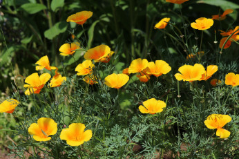 Картинка цветы эшшольция+ калифорнийский+мак природа лето красота дача эшшольция цветение