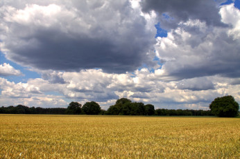 Картинка природа поля облака пшеница поле лето