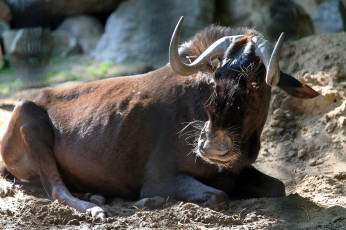 Картинка животные антилопы антилопа гну животный мир зоопарк контровой свет освещение парнокопытные поляна рога