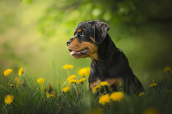 Картинка животные собаки боке одуванчики щенок