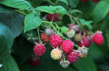 Картинка природа Ягоды малина ягоды урожай дача красота лето