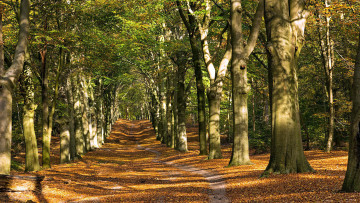Картинка природа дороги листопад осень лес деревья дорога
