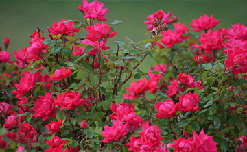 Картинка цветы розы bud petals leaves blossoms роза бутон лепестки листья цветение rose