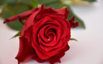 Картинка цветы розы роза макро бутон красная