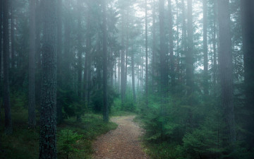Картинка природа дороги лес деревья туман тропинка