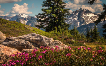 Картинка природа горы ели цветы деревья