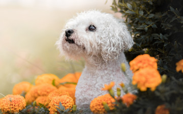 Картинка животные собаки морда бархатцы собака взгляд цветы