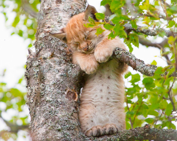 Обои картинки фото животные, рыси, дерево, спящий, рысёнок, детёныш, рысь, на, дереве, котёнок, сон, малыш