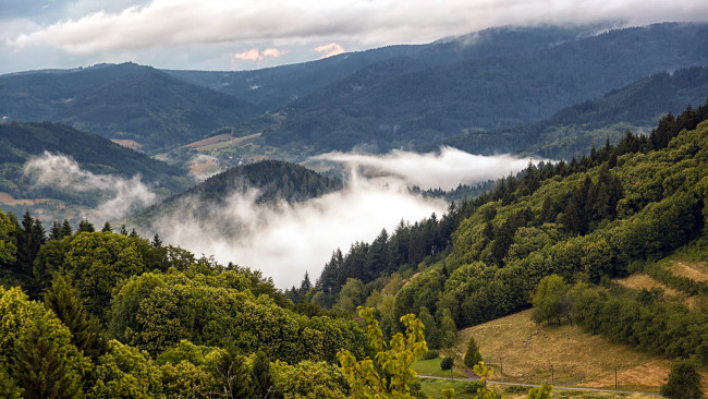 Обои картинки фото природа, горы, туман, лес
