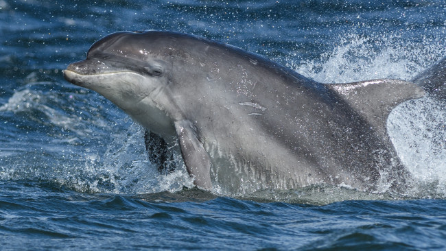 Обои картинки фото животные, дельфины, афалина, дельфин, вода, брызги, море