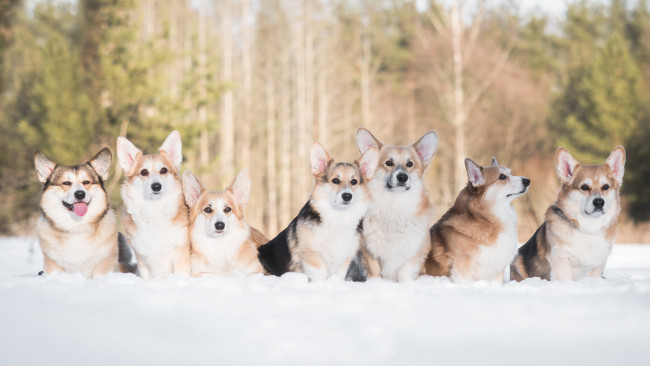 Обои картинки фото животные, собаки, друзья, снег, зима, вельш-корги