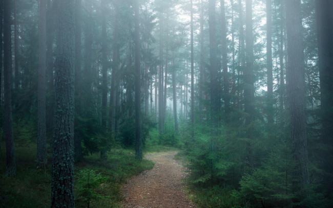 Обои картинки фото природа, дороги, лес, деревья, туман, тропинка