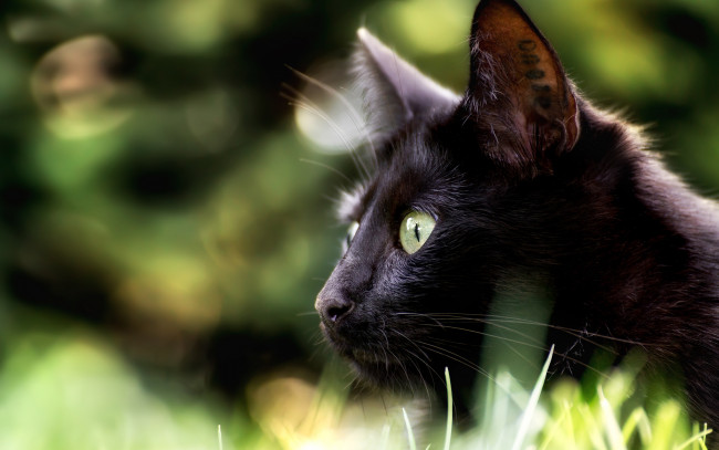 Обои картинки фото животные, коты, чёрная, кошка, боке, профиль, взгляд, мордочка