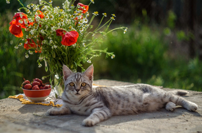 Обои картинки фото животные, коты, кот, кошка, взгляд, цветы