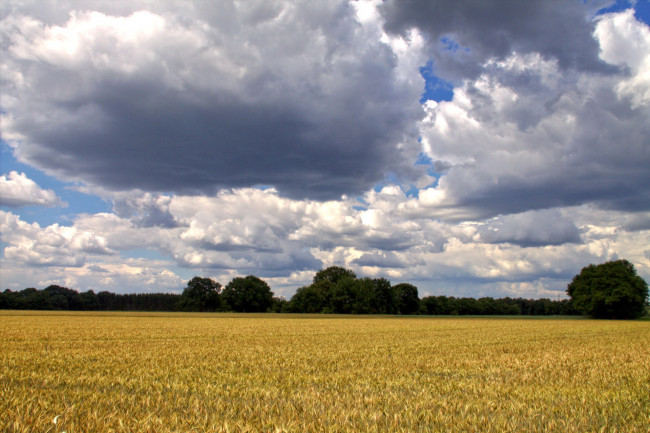 Обои картинки фото природа, поля, облака, пшеница, поле, лето
