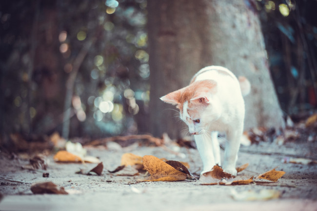 Обои картинки фото животные, коты, осень