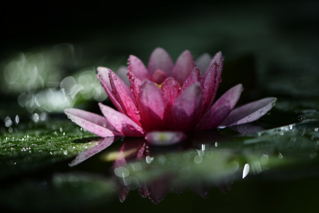 Обои картинки фото цветы, лилии водяные,  нимфеи,  кувшинки, природа, макро, нимфея, водяная, лилия, капли, дождя, боке