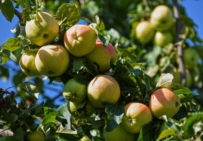 Обои картинки фото природа, плоды, август, дача, лето, липецк, наша, урожай, яблоки
