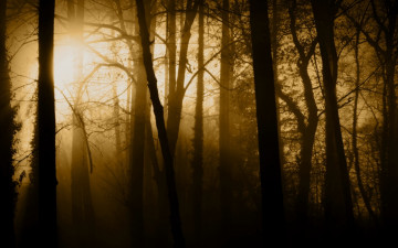обоя природа, лес, туман, солнце