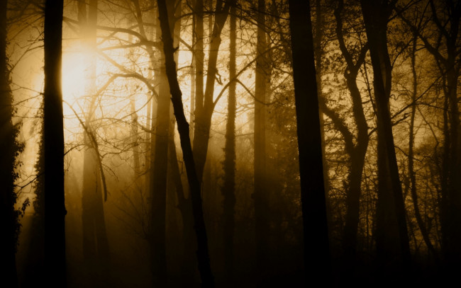 Обои картинки фото природа, лес, туман, солнце