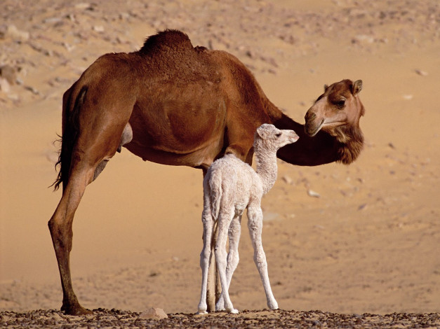 Обои картинки фото dromedary, camels, sahara, egypt, животные, верблюды
