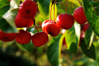 Картинка авт thingimabob природа плоды райские яблочки