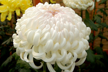Картинка цветы хризантемы белый большой круглый