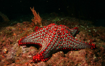 Картинка животные морские звёзды море дно