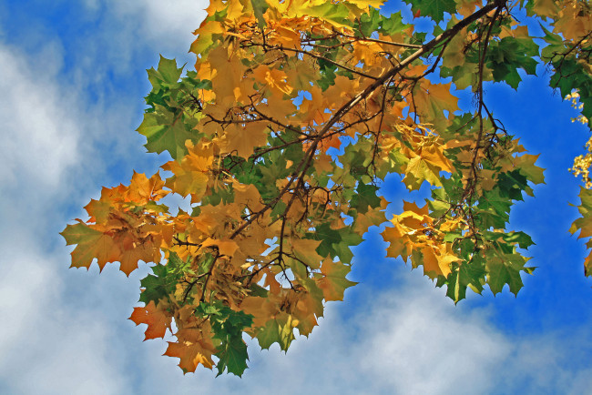 Обои картинки фото природа, листья, клён, осень, небо