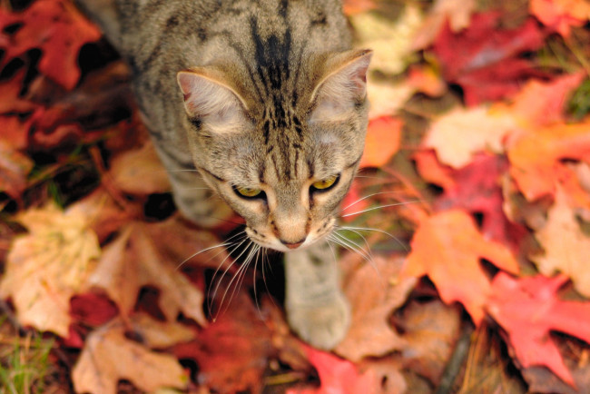 Обои картинки фото животные, коты, осень, листья