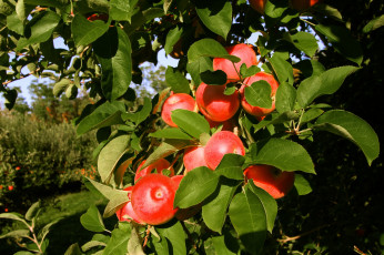 Картинка природа плоды ветки яблоки